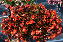 Hula Red Begonia (Begonia 'PAS1438024') at Stonegate Gardens