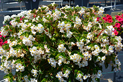 BabyWing White Begonia (Begonia 'BabyWing White') at Stonegate Gardens