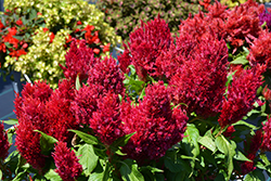 First Flame Red Celosia (Celosia 'First Flame Red') at Stonegate Gardens
