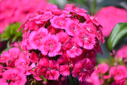 Jolt Pink Hybrid Pinks (Dianthus 'Jolt Pink') at Lakeshore Garden Centres