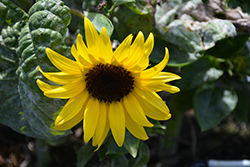 Sunbuzz Sunflower (Helianthus annuus 'Sunbuzz') at Stonegate Gardens