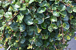 HILLIER Sunburst Moneywort (Lysimachia christiniae 'HILLYSSUN') at Lakeshore Garden Centres