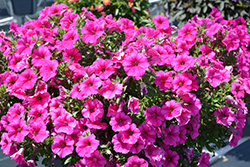 Durabloom Hot Pink Petunia (Petunia 'Durabloom Hot Pink') at Stonegate Gardens
