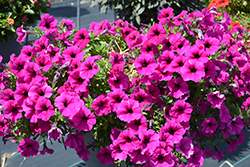Durabloom Purple Petunia (Petunia 'Durabloom Purple') at Stonegate Gardens