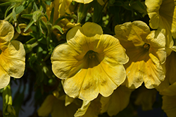 Potunia Canary Yellow Petunia (Petunia 'Potunia Canary Yellow') at Lakeshore Garden Centres