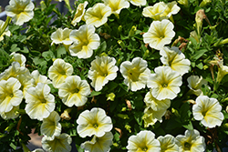 Durabloom Yellow Petunia (Petunia 'Durabloom Yellow') at Stonegate Gardens