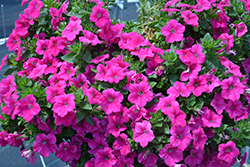 Sweetunia Hot Pink Petunia (Petunia 'Sweetunia Hot Pink') at Stonegate Gardens