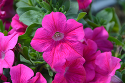 Sweetunia Hot Pink Petunia (Petunia 'Sweetunia Hot Pink') at Stonegate Gardens