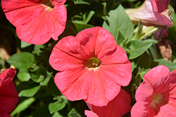 Potunia Plus Coral Petunia (Petunia 'Potunia Plus Coral') at Lakeshore Garden Centres