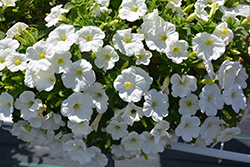 Potunia Plus White Petunia (Petunia 'Potunia Plus White') at Lakeshore Garden Centres