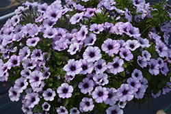 Piccola Blue Ice Petunia (Petunia 'Piccola Blue Ice') at Stonegate Gardens