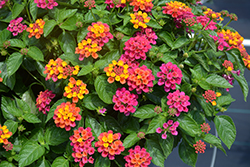 Havana Pink Sky Lantana (Lantana 'Havana Pink Sky') at Stonegate Gardens