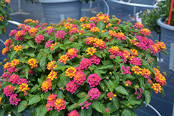 Havana Pink Sky Lantana (Lantana 'Havana Pink Sky') at Stonegate Gardens