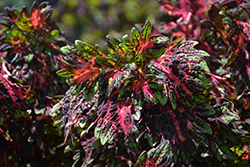 Main Street Ashbury Coleus (Solenostemon scutellarioides 'Ashbury') at Lakeshore Garden Centres