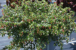 Hummingbird's Lunch Cuphea (Cuphea 'CUPP1751') at Lakeshore Garden Centres