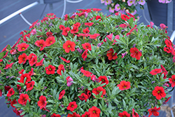 Aloha Nani Fire Red Calibrachoa (Calibrachoa 'Aloha Nani Fire Red') at Lakeshore Garden Centres