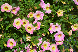 Aloha Nani Pink Blush Calibrachoa (Calibrachoa 'Aloha Nani Pink Blush') at Lakeshore Garden Centres