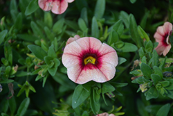 Bloomtastic Peach Grenadine Calibrachoa (Calibrachoa 'Bloomtastic Peach Grenadine') at Lakeshore Garden Centres