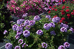 Lascar Blue+White Verbena (Verbena 'KLEVP21043') at Lakeshore Garden Centres