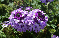 Lascar Blue+White Verbena (Verbena 'KLEVP21043') at Lakeshore Garden Centres