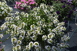 White Sparkle Fan Flower (Scaevola aemula 'White Sparkle') at Lakeshore Garden Centres