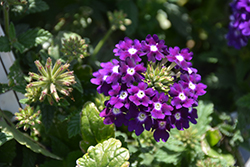 Lascar Dark Violet Verbena (Verbena 'KLEVP15483') at Stonegate Gardens