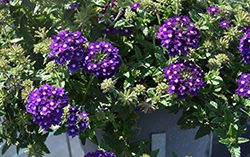 Lascar Dark Violet Verbena (Verbena 'KLEVP15483') at Stonegate Gardens