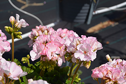 Sunrise Appleblossom Geranium (Pelargonium 'KLEPZ24844') at Lakeshore Garden Centres