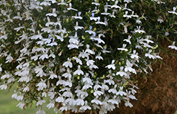 Hot+ White Lobelia (Lobelia 'Hot Plus White') at Stonegate Gardens