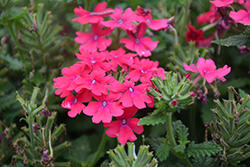 Vanessa Compact Neon Pink Verbena (Verbena 'Vanessa Compact Neon Pink') at Lakeshore Garden Centres