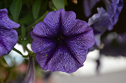 Tea Indigo Vein Petunia (Petunia 'Tea Indigo Vein') at Lakeshore Garden Centres