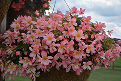 Waterfall Angel Soft Pink Begonia (Begonia boliviensis 'Angel Soft Pink') at Lakeshore Garden Centres