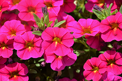 Cha-Cha Fuchsia Calibrachoa (Calibrachoa 'Balchaucia') at Lakeshore Garden Centres