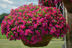 Cha-Cha Fuchsia Calibrachoa (Calibrachoa 'Balchaucia') at Lakeshore Garden Centres