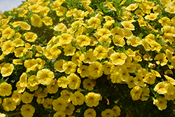 Cha-Cha Yellow Calibrachoa (Calibrachoa 'Balchaelo') at Stonegate Gardens