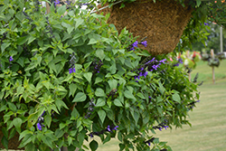 Bodacious Hummingbird Falls Sage (Salvia 'Hummingbird Falls') at Lakeshore Garden Centres