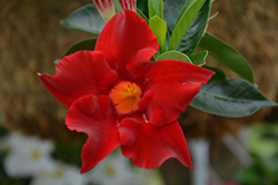 Rio Grande Red Mandevilla (Mandevilla 'Rio Grande Red') at Lakeshore Garden Centres