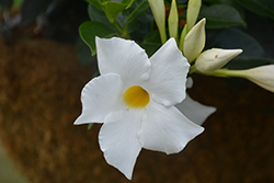 Rio White Mandevilla (Mandevilla 'Rio White') at Lakeshore Garden Centres