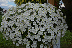 Supertunia Mini Vista White Petunia (Petunia 'USTUN87002') at Stonegate Gardens