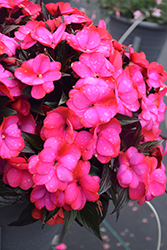 Infinity Blushing Lilac New Guinea Impatiens (Impatiens hawkeri 'Visinfblla') at A Very Successful Garden Center