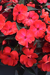 Infinity Cherry Red New Guinea Impatiens (Impatiens hawkeri 'Visinfchrimp') at A Very Successful Garden Center