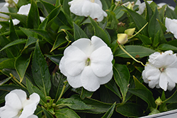 Infinity White New Guinea Impatiens (Impatiens hawkeri 'Visinfwhiimp') at A Very Successful Garden Center