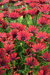 Bright Lights Red African Daisy (Osteospermum 'Bright Lights Red') at Stonegate Gardens