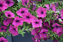 Supertunia Picasso In Purple Petunia (Petunia 'Supertunia Picasso In Purple') at Lakeshore Garden Centres
