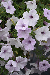 Supertunia Silver Petunia (Petunia 'Petwiblv') at Lakeshore Garden Centres