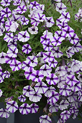 Supertunia Mini Vista Violet Star Petunia (Petunia 'USTUNJ1901') at Stonegate Gardens