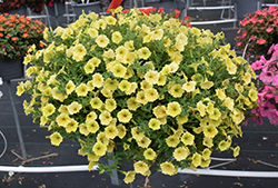 Supertunia Mini Vista Yellow Petunia (Petunia 'Supertunia Mini Vista Yellow') at Lakeshore Garden Centres
