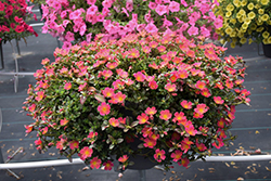 Mojave Pink Portulaca (Portulaca grandiflora 'Mojave Pink') at Lakeshore Garden Centres