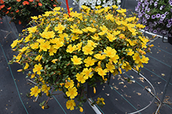 Mojave Yellow Portulaca (Portulaca grandiflora 'Mojave Yellow') at Lakeshore Garden Centres
