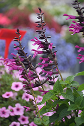 Unplugged Pink Salvia (Salvia 'Unplugged Pink') at Stonegate Gardens